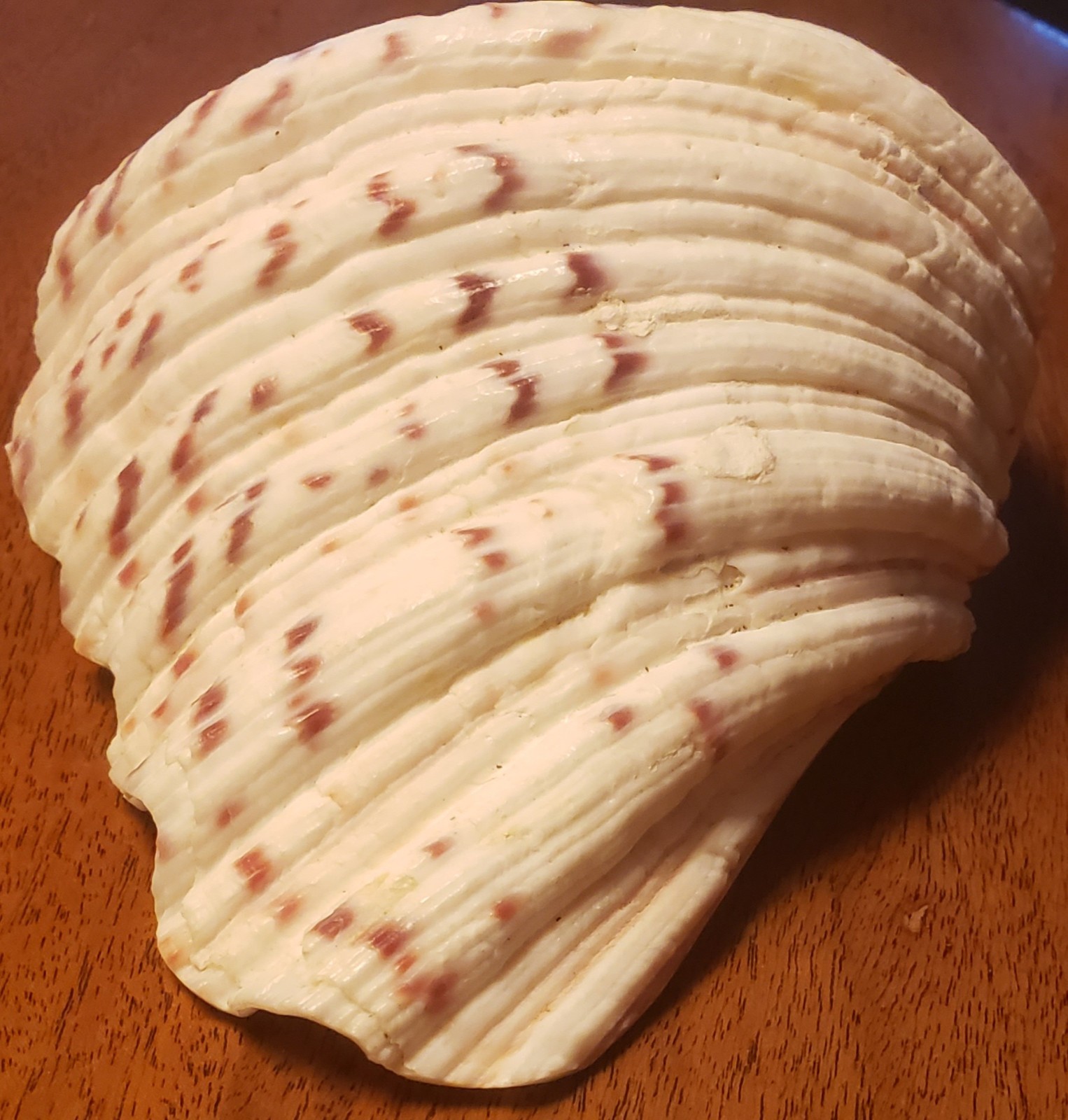 VINTAGE SEA SHELL ART Handcrafted Diorama