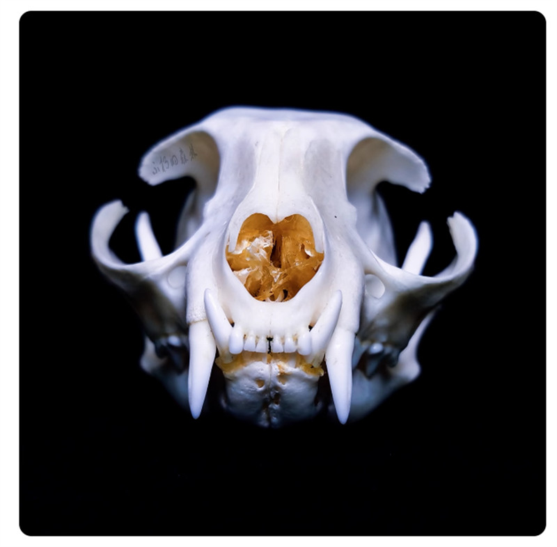 Cat Head Specimen Skeleton Animal Bone 1-5PCS Decor Collection DIY Ornament Gift