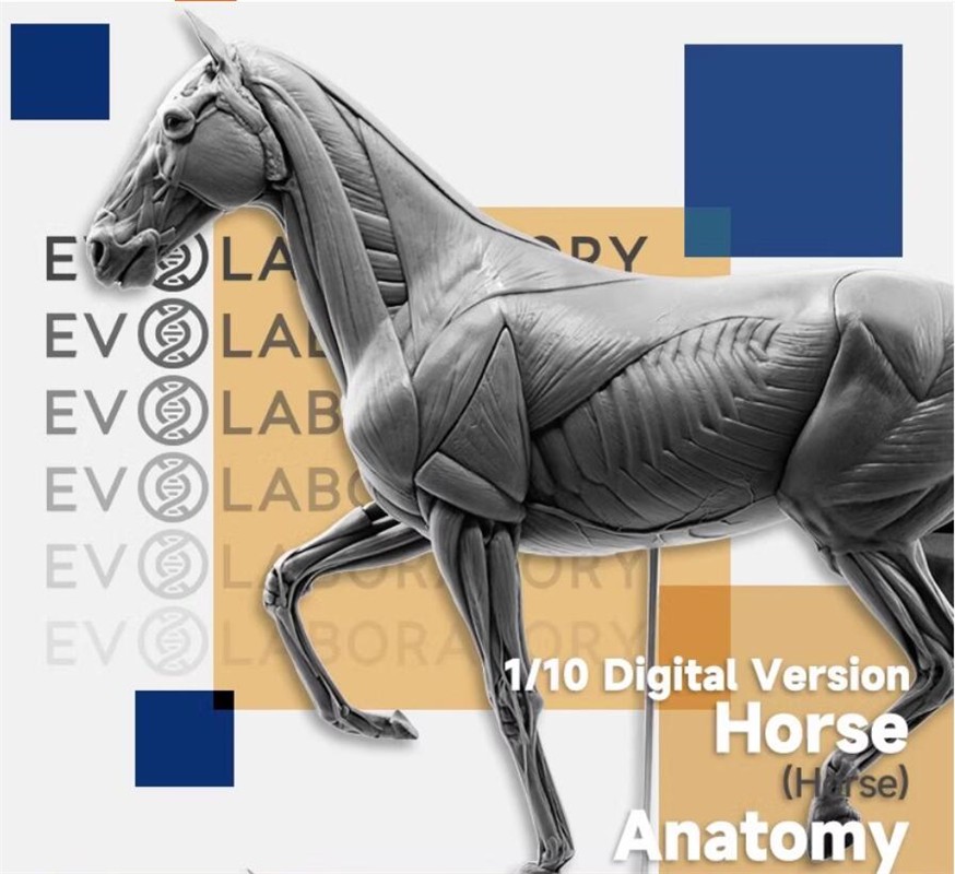 Evolaboratory 1/10 Scale Digital Version Horse Anatomy Tool PVC Model New Stock