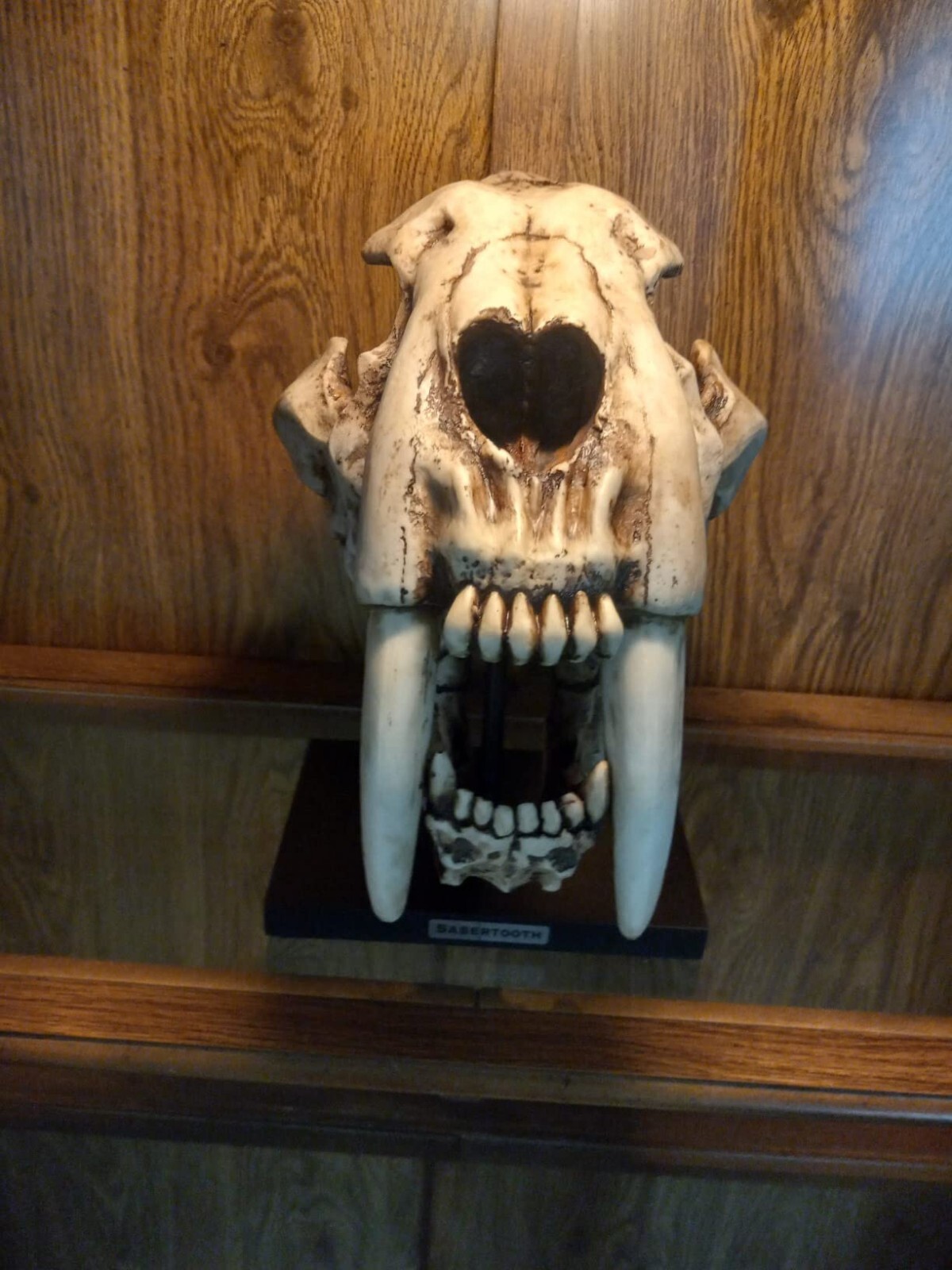 Prehistoric Animal Replica Sabertooth Tiger Cat Fossil Skeleton Skull Sculpture