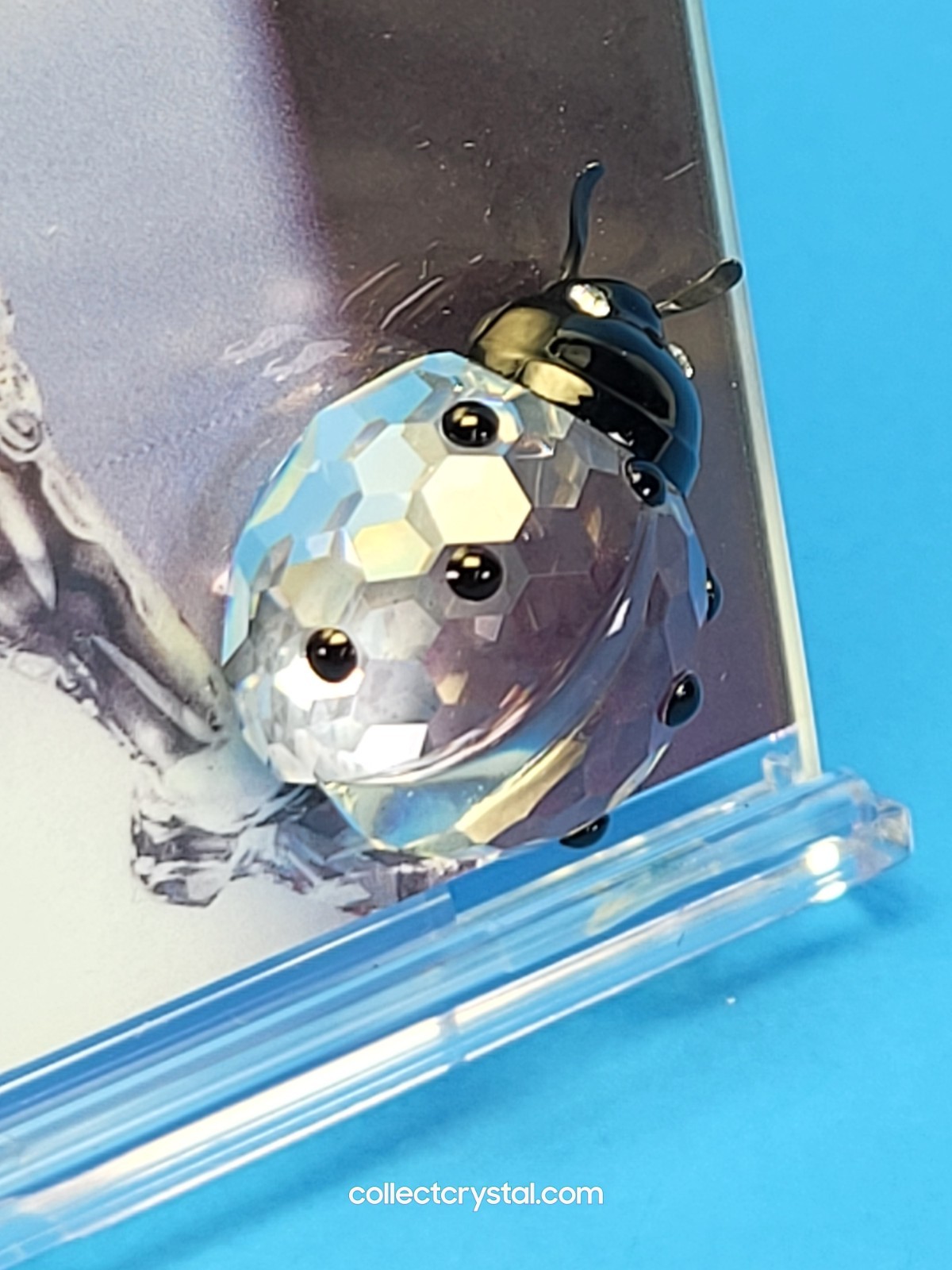 Swarovski Picture Frame With Crystal Ladybug 5.5 x 3.5” # 211739