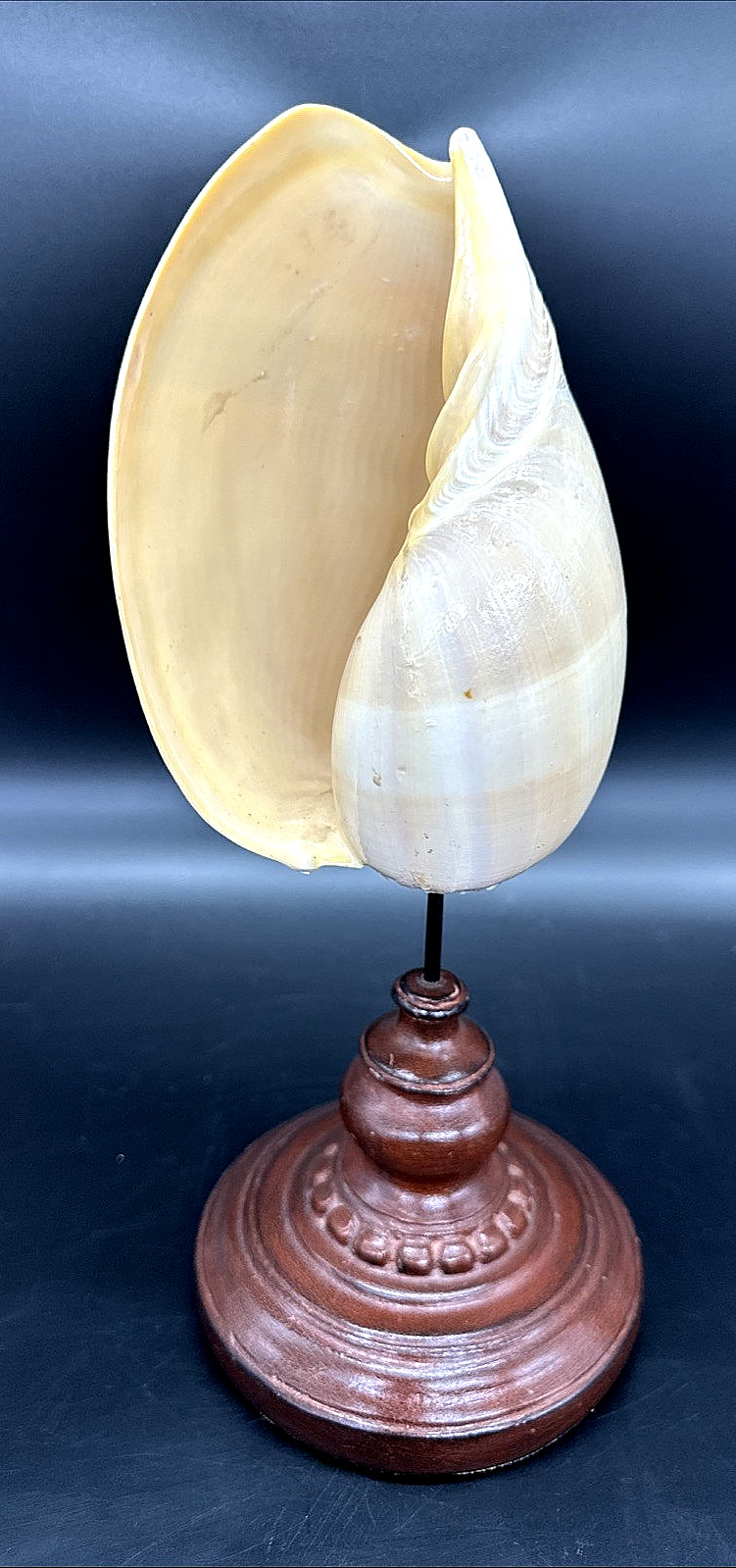 Vtg Coastal Melo Melo Shell on Wood Pedestal 11.75″ Nautical Beach House Decor