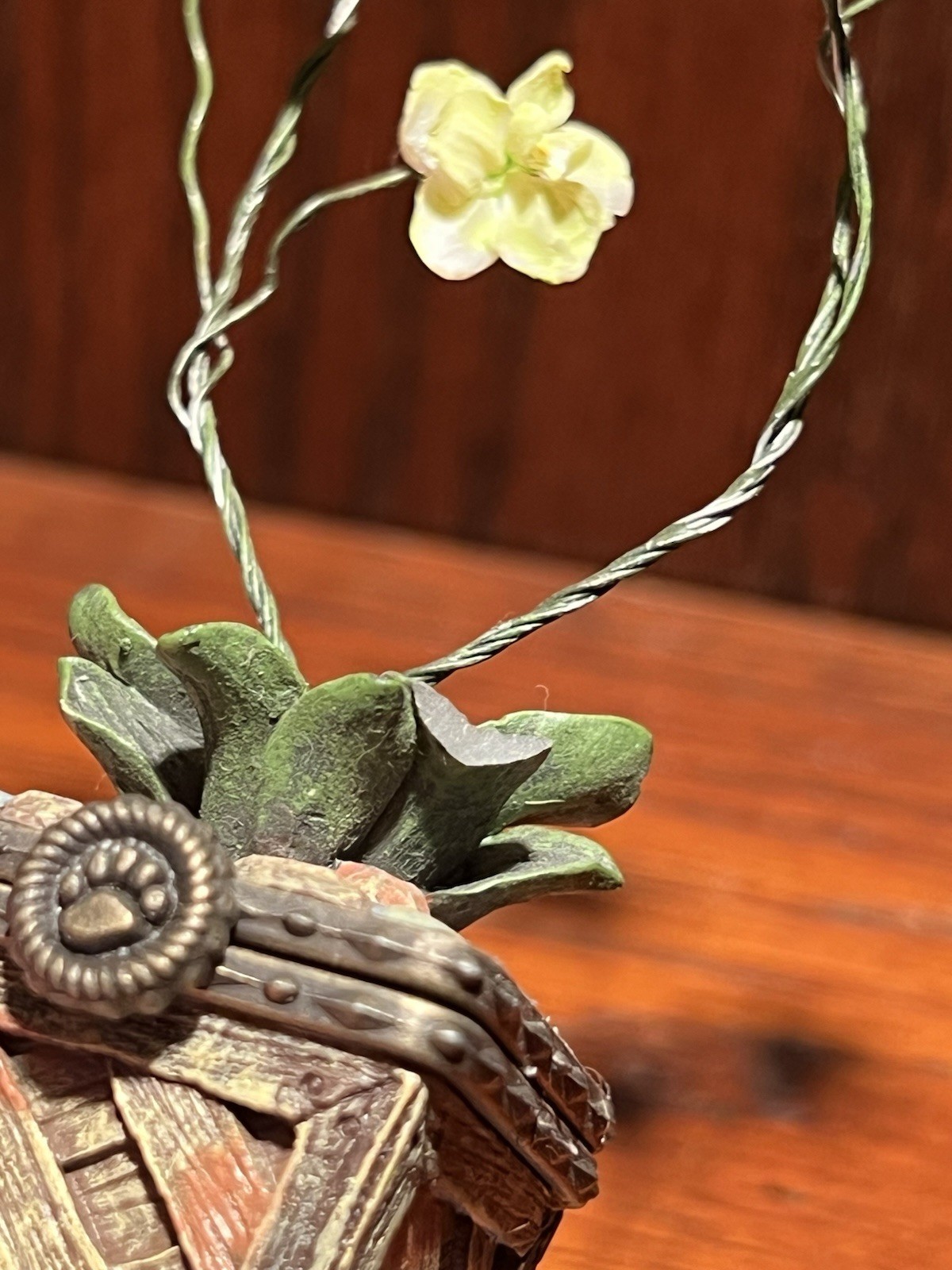 Leila’s Orchid w/ Bloom McNibble RARE **CHIPPED LEAF-Read Description**