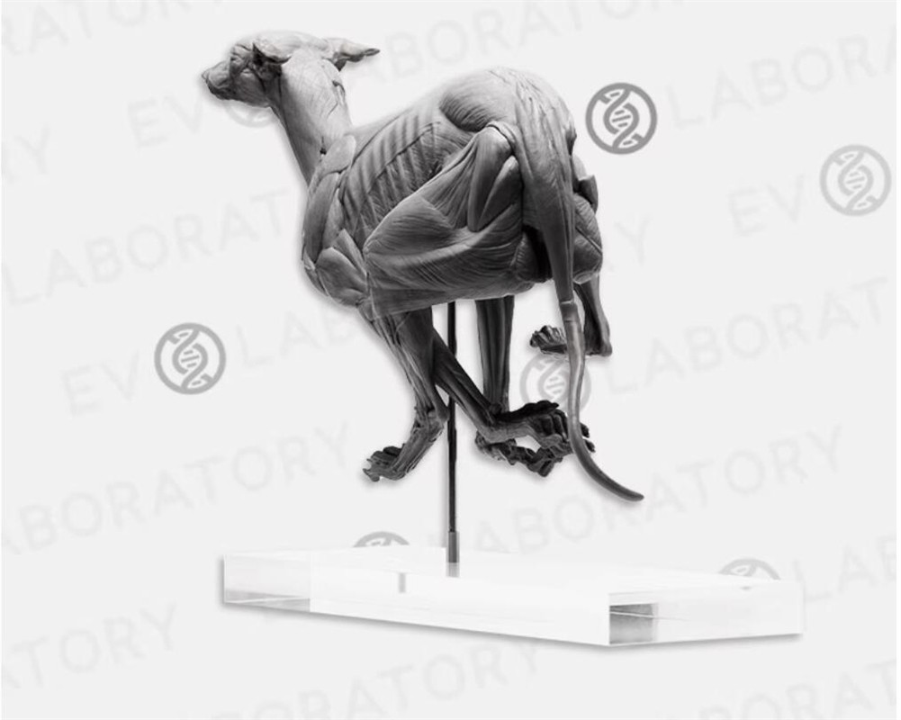 Evolaboratory 1/6th Scale Digital Version Greyhound Anatomy Tool PVC Model New