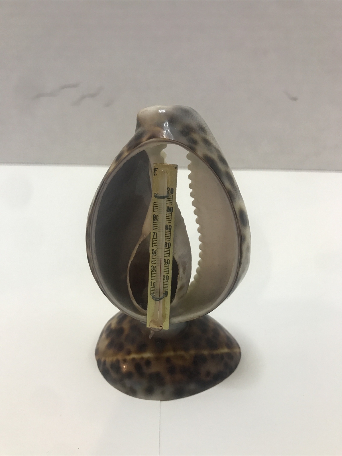 Vintage Seashell With Thermometer Collectible Souvenir Figurine