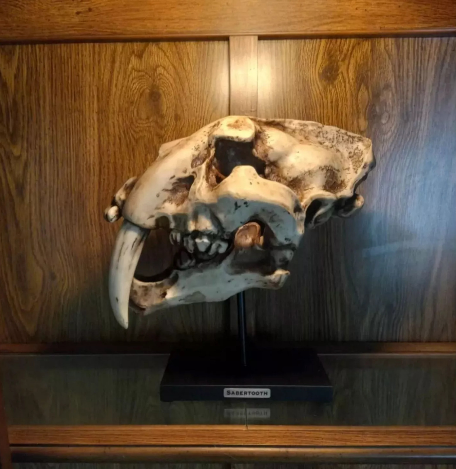 Prehistoric Animal Replica Sabertooth Tiger Cat Fossil Skeleton Skull Sculpture