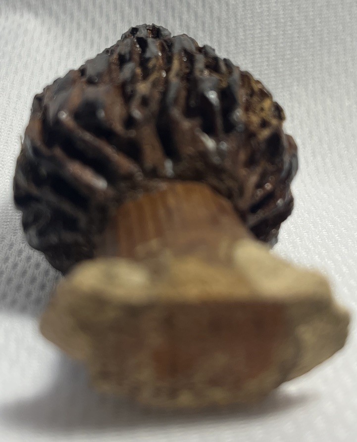 Wood Carved Morel Mushroom 3×1.5 Inch