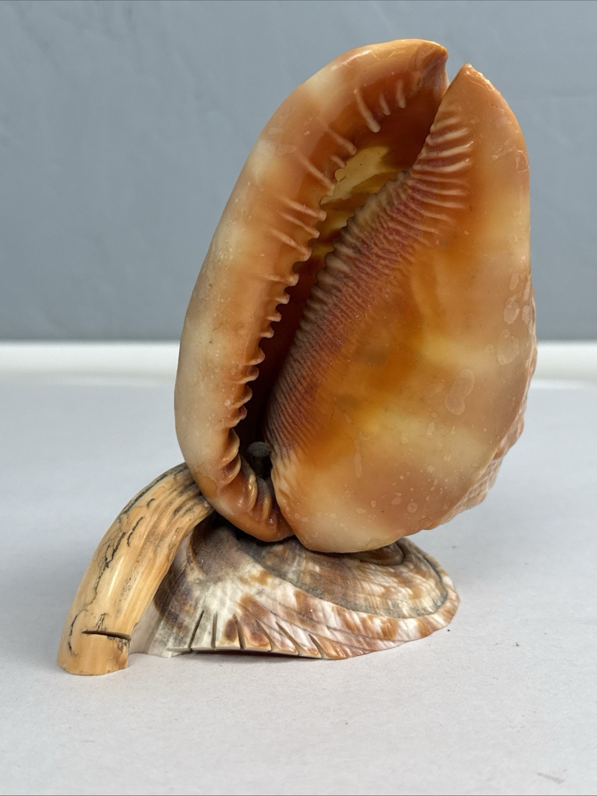 VTG Hand Carved Conch Cameo Seashell Italian Landscape Scene Decor Antique