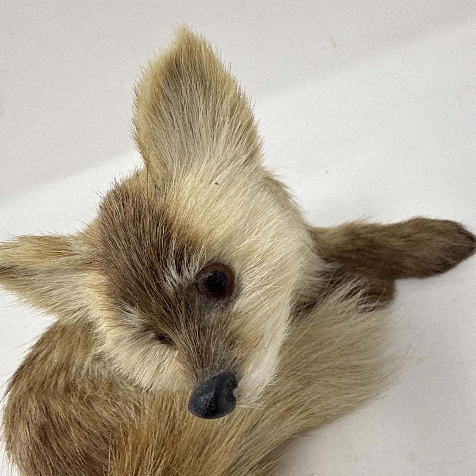 Antique Vintage Real Fur Laying FOX Statue Glass Eyes Rare READ