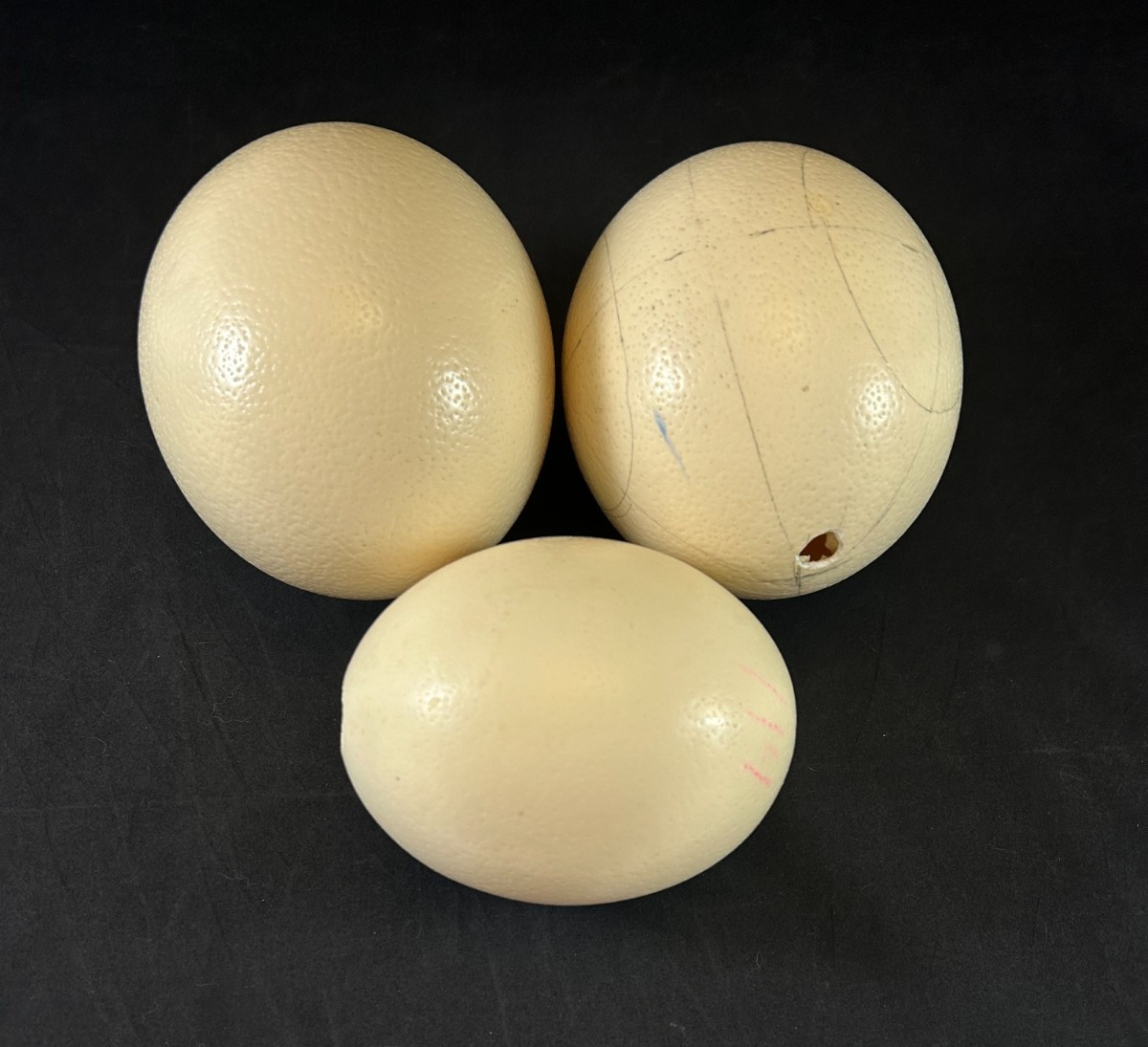 Lot of 3 Genuine Ostrich Egg Shells 5 1/2″ & 6″ Hollow Blown Out Drilled Holes