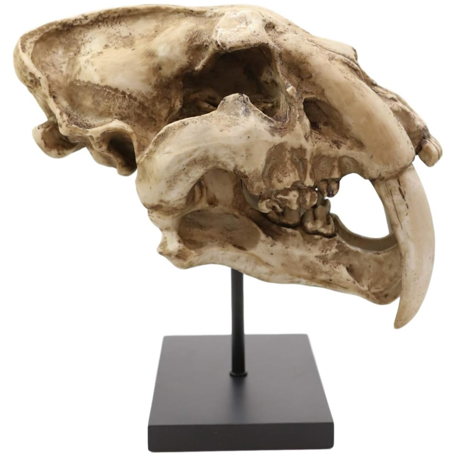 Prehistoric Animal Replica Sabertooth Tiger Cat Fossil Skeleton Skull Sculpture
