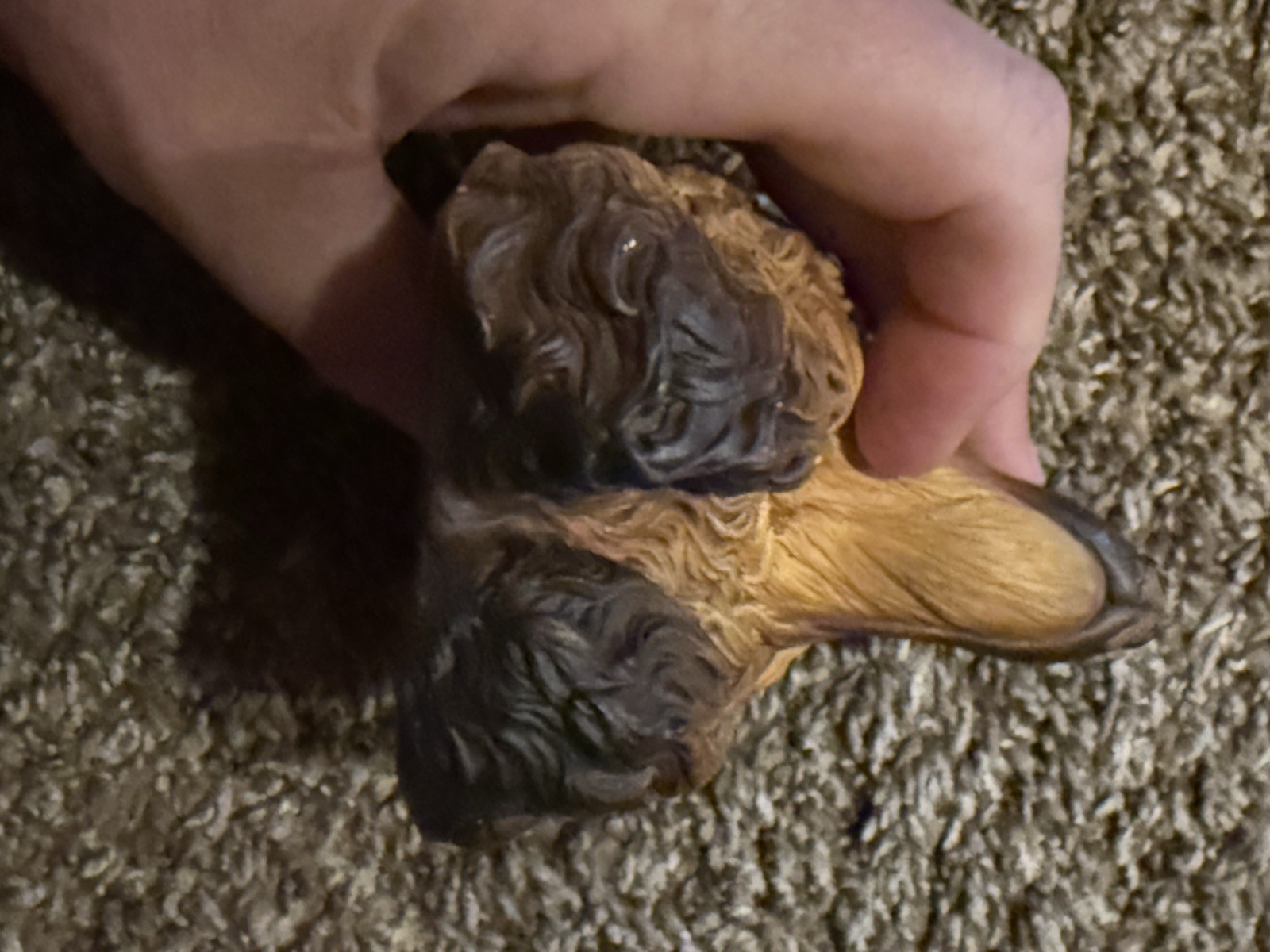 Bosson chalkware heads Afghan Hound – England