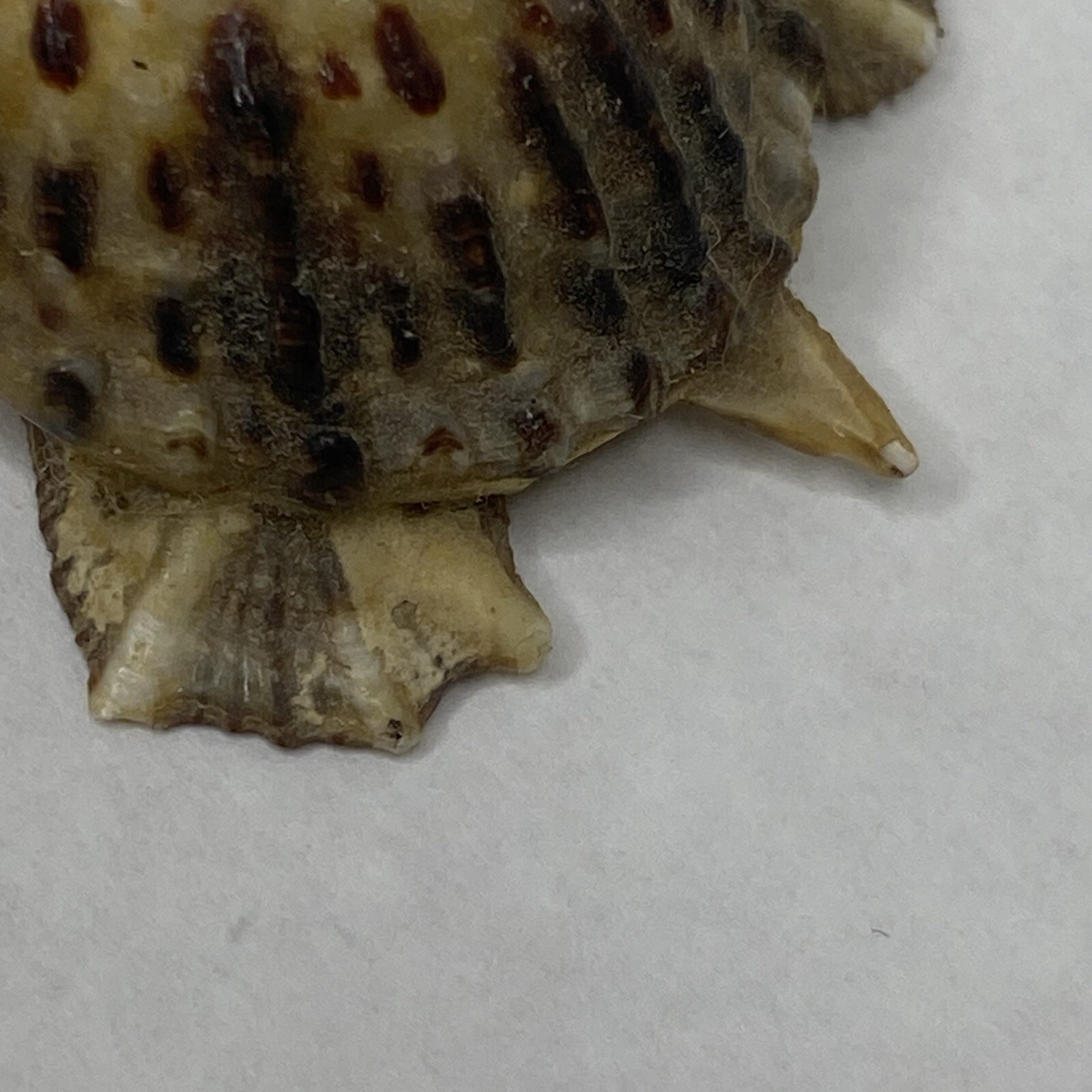 Vintage Handcrafted Seashell Shell Turtle Miniature Figurine 2.25″ Made In Japan