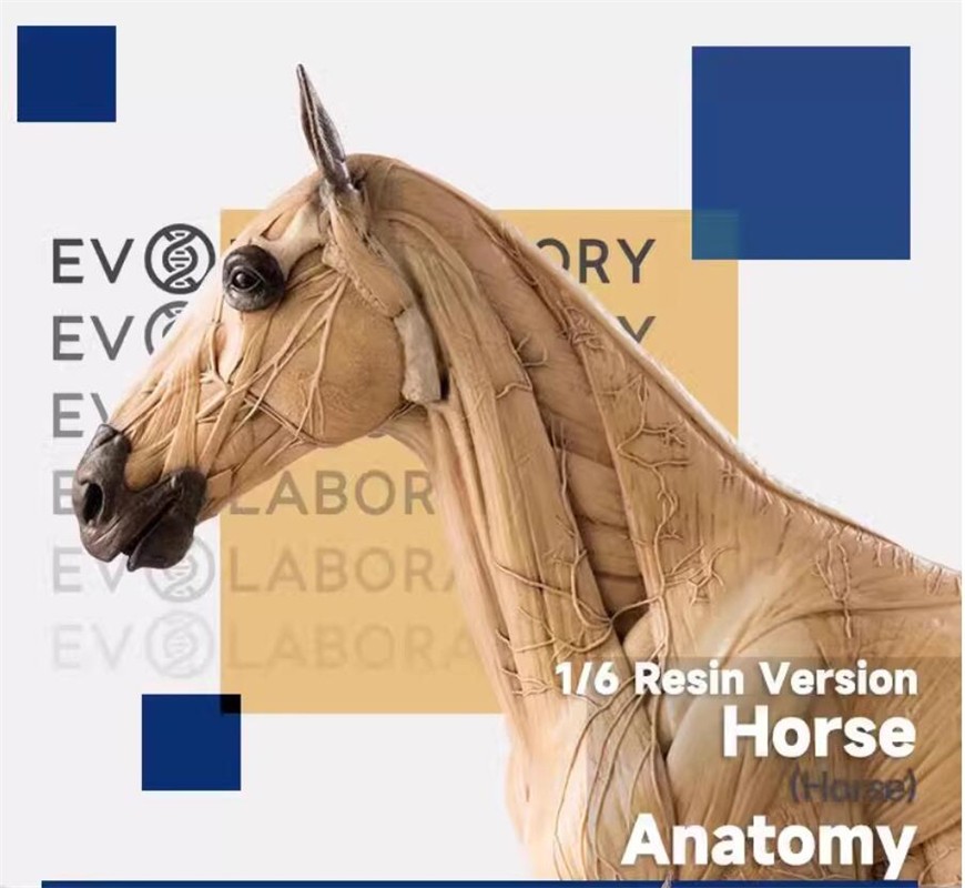 Evolaboratory 1/6 Scale Resin Version Horse Anatomy Tool Teaching Model New