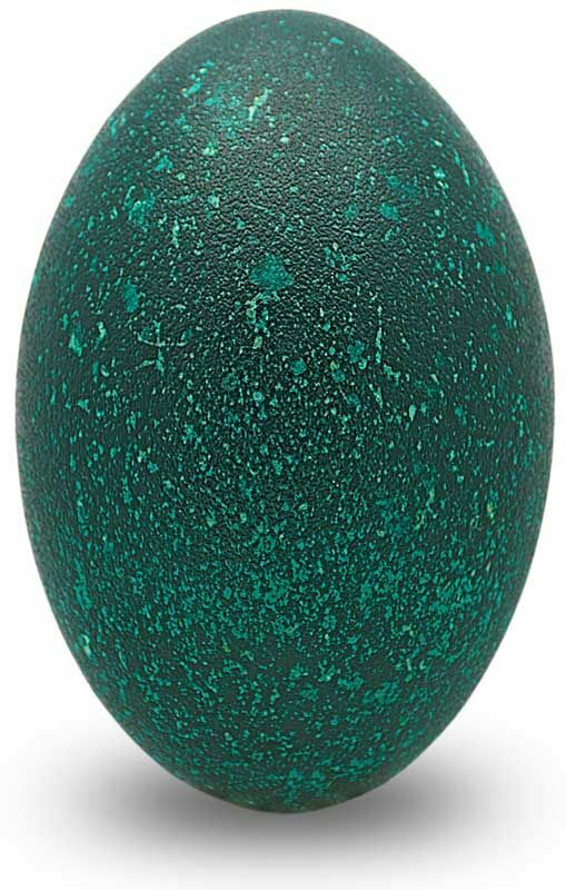 Emu Eggshell Premium Blown Out & Cleaned Beautiful Green for Crafts & Carving