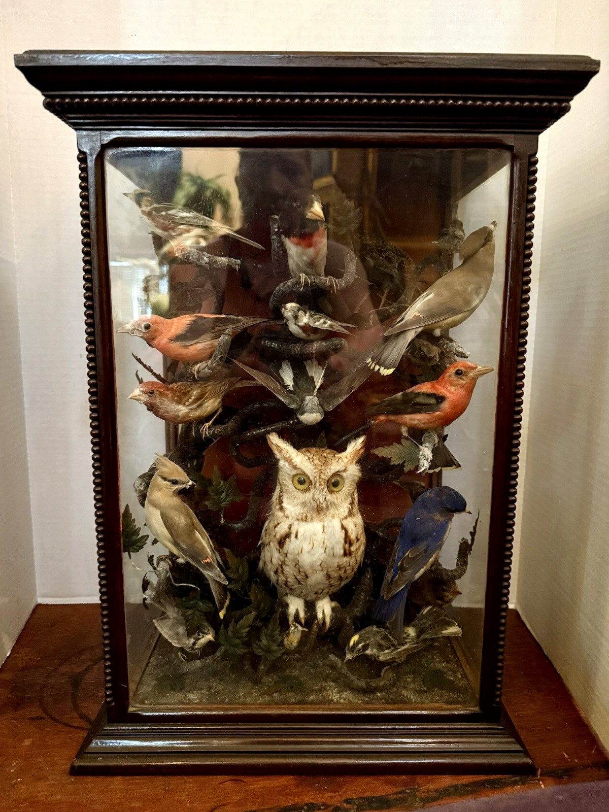 LG Antique Bird Diorama Aprx. 20-25 Species of Birds Mounted in Tree, Glass Case