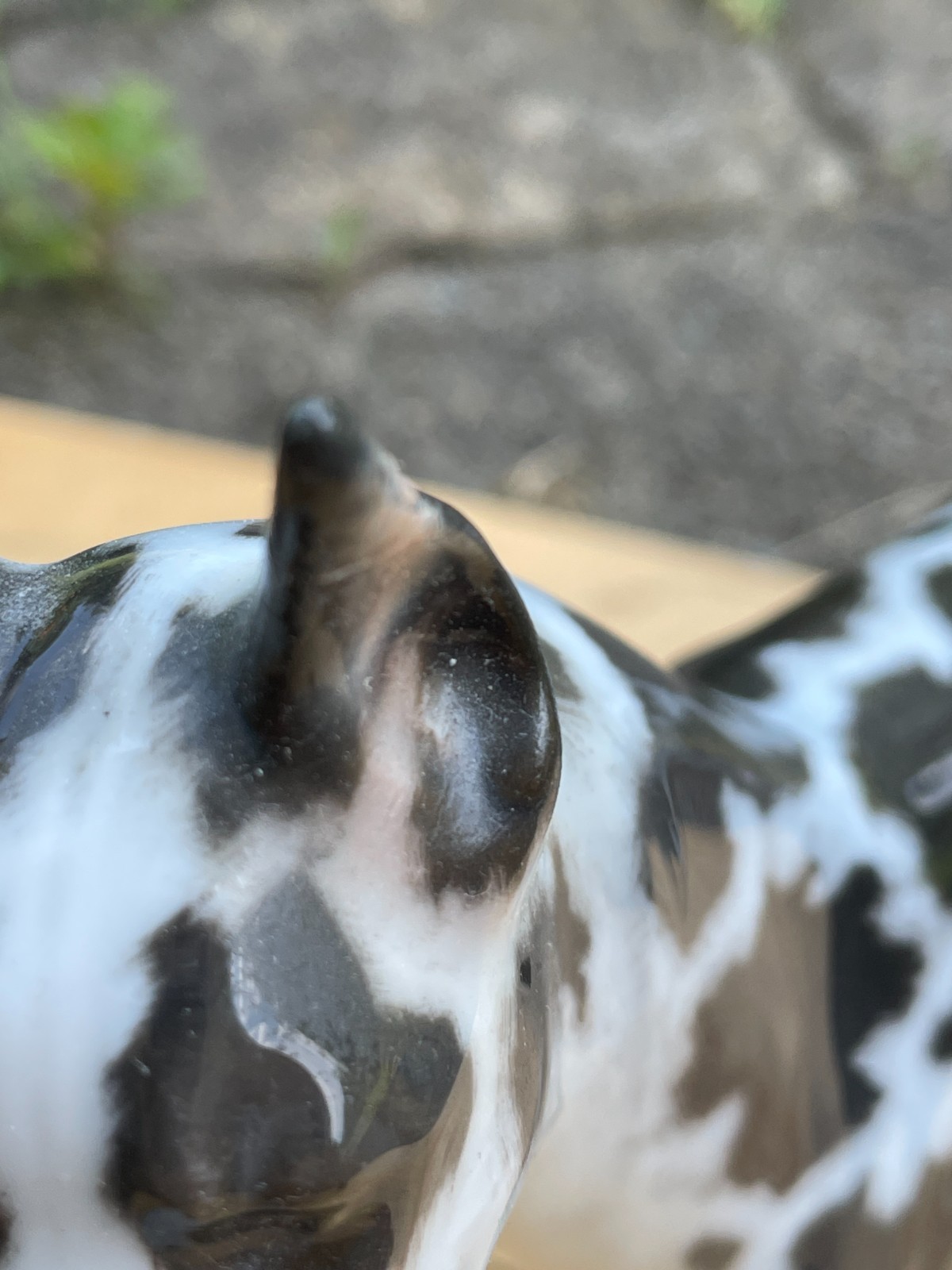 ROSENTHAL GERMANY – Harlequin Spotted Great Dane – 1960’s Hand Painted Porcelain