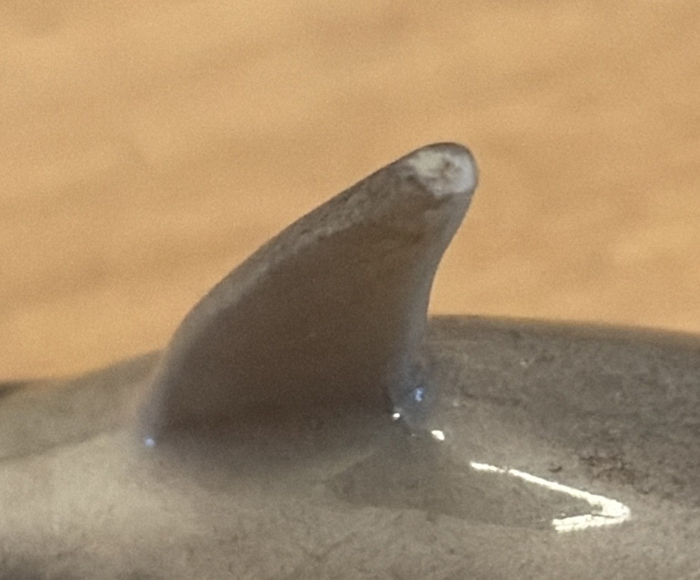 Hagen Renaker Miniature Grey Whale Glossy Figurine USA #3191 Vintage 1990s 3”