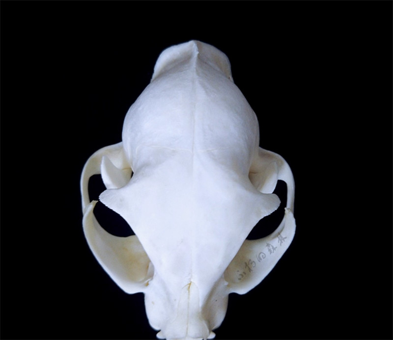 Cat Head Specimen Skeleton Animal Bone 1-5PCS Decor Collection DIY Ornament Gift