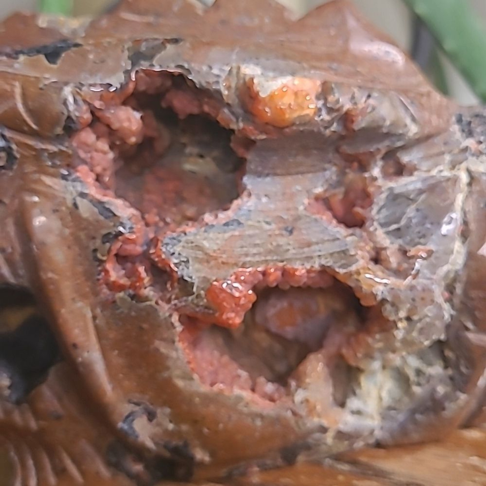 Red Fox Druzy Agate & Jasper Lava Dragon Head