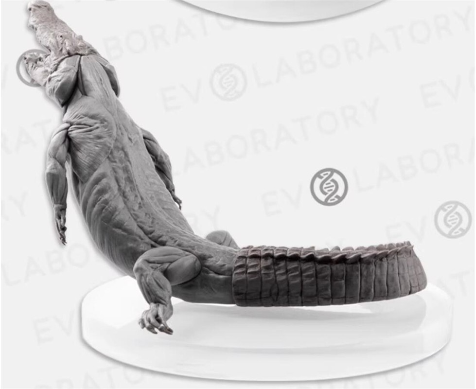 Evolaboratory 1/8 Digital Version Crocodile Anatomy Tool Teaching Model New