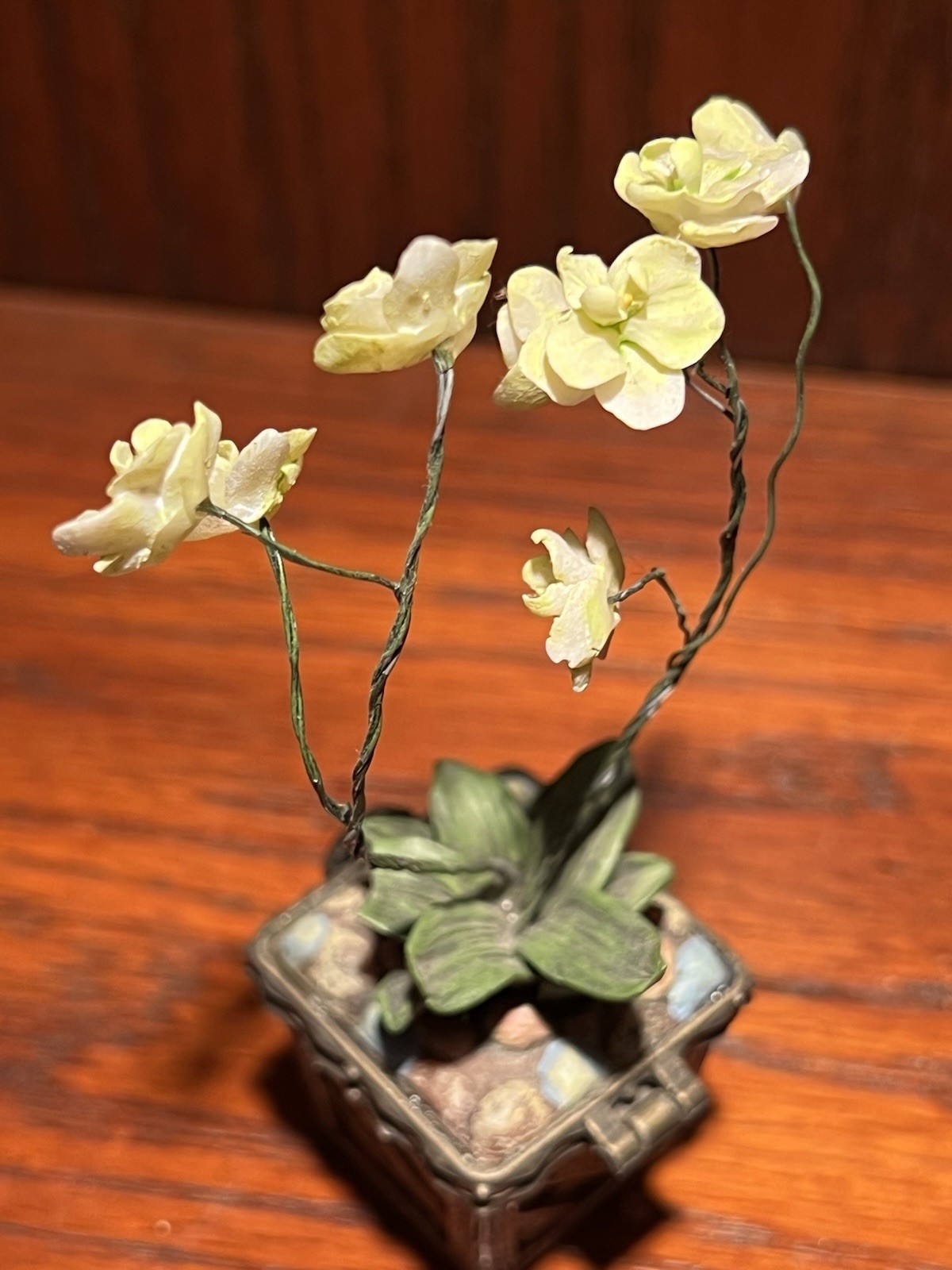 Leila’s Orchid w/ Bloom McNibble RARE **CHIPPED LEAF-Read Description**