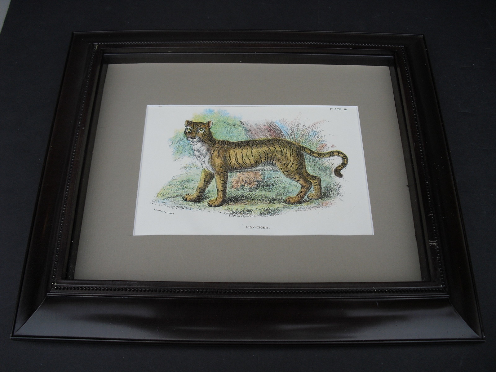 LION -TIGER Original 1896 Lloyd’s Natural History Chromolithograph Matted Framed