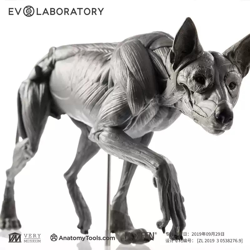 Evolaboratory 1/8 Scale Digital Version Wolf Anatomy PVC Model 13cm New In Stock