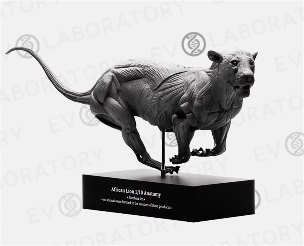 Evolaboratory 1/10 Digital Version African Lion Anatomy Tool Teaching Model New