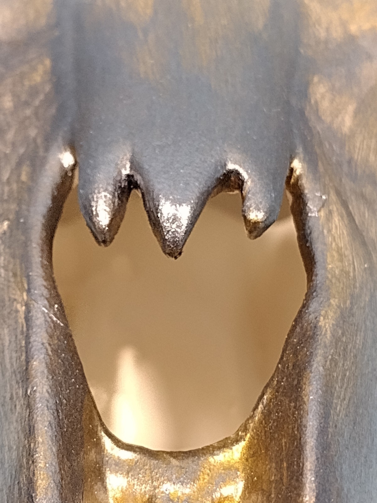 It’s A Ceramic Animal Head, Possibly A Replica Of A Texas Longhorn , Possibly.