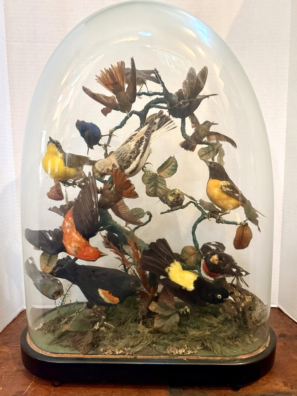 LG Antique Oval Dome Diorama – Approx. 15 Species of Birds Mounted in Tree