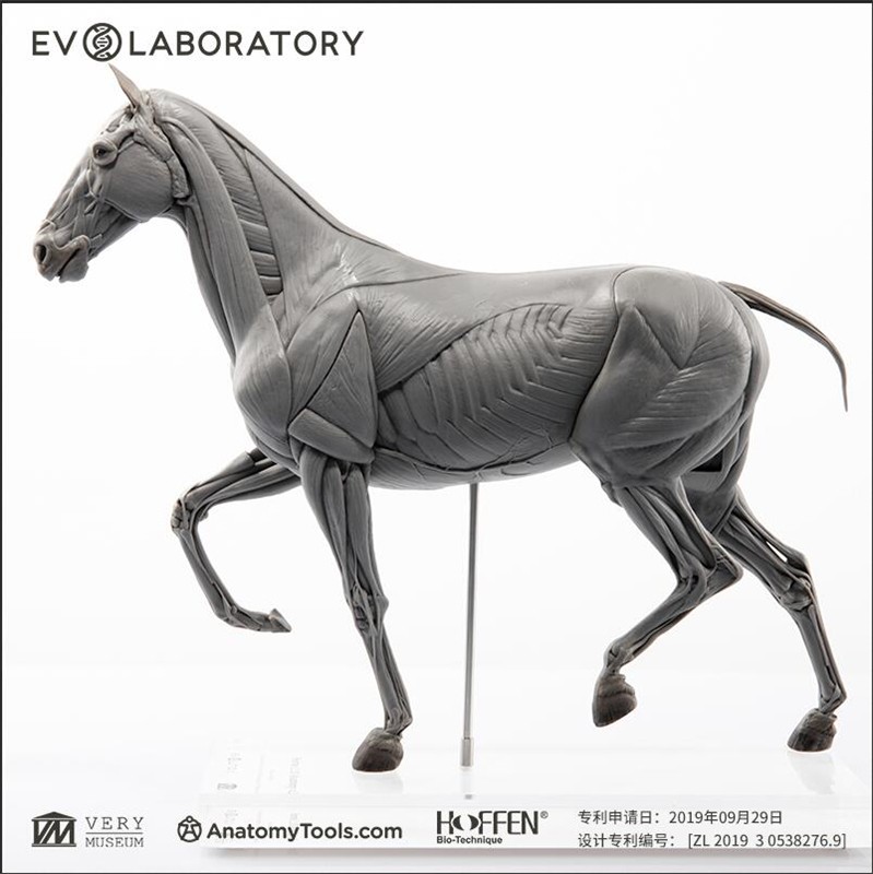 Evolaboratory 1/10 Scale Digital Version Horse Anatomy Tool PVC Model New Stock