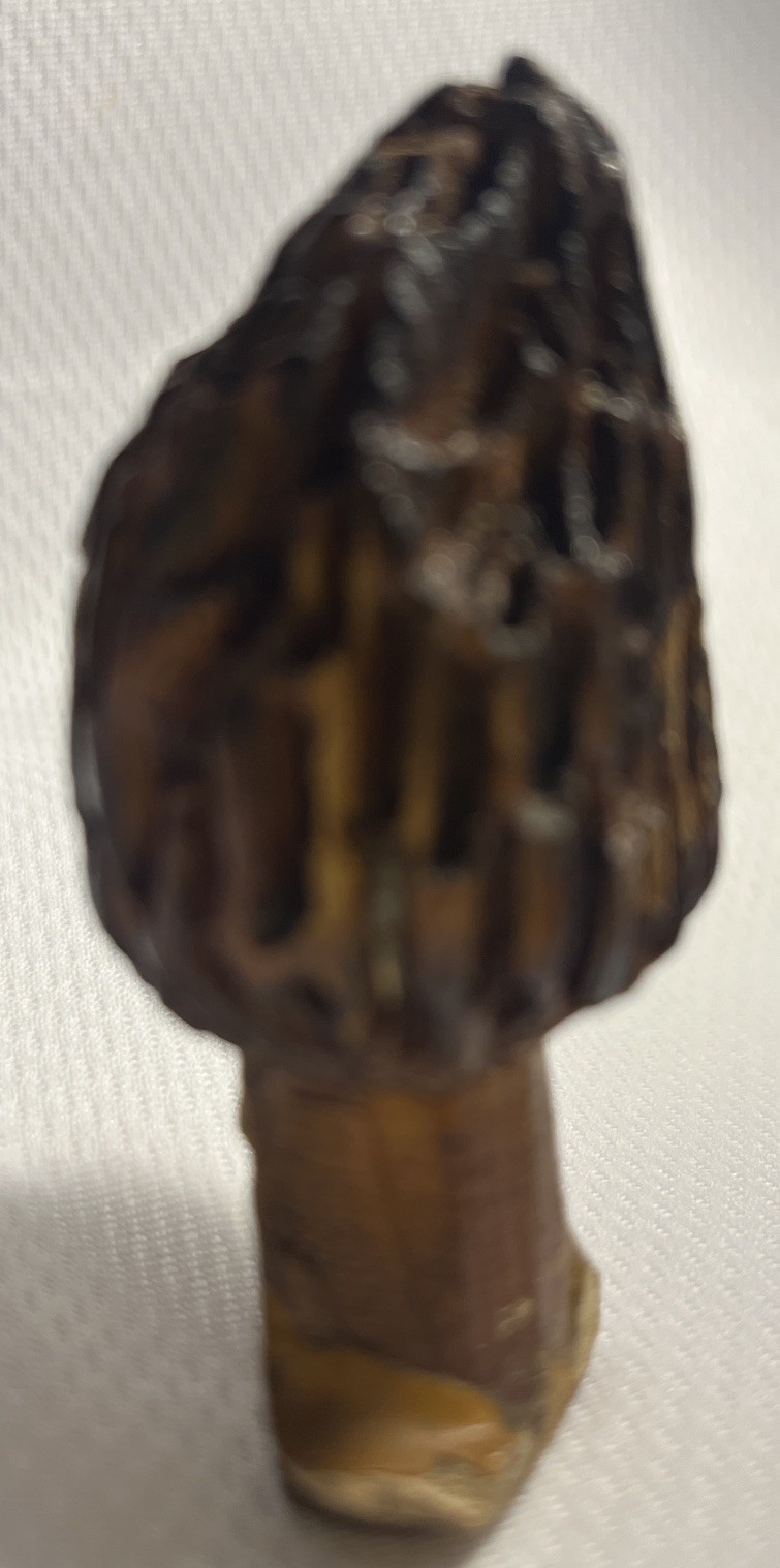 Wood Carved Morel Mushroom 3×1.5 Inch