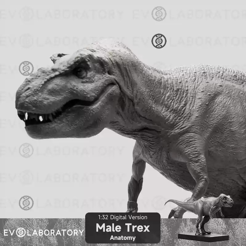 Evolaboratory 1/32 Digital Version Male T-Rex Anatomy Tool Teaching Model New