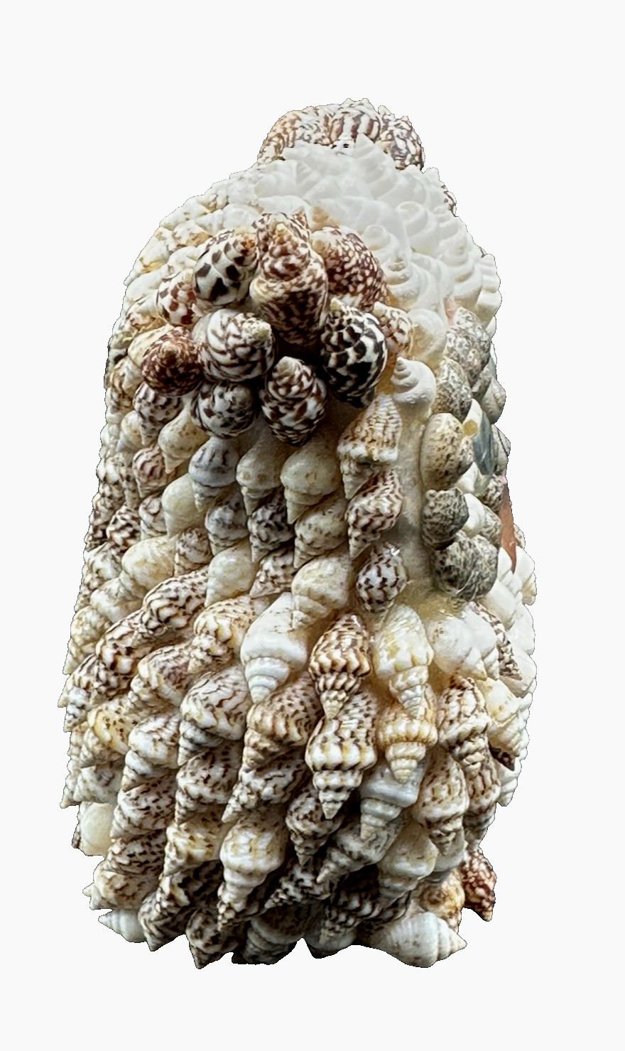 Vintage Seashell Owl Figurine with Googly Eyes – Souvenir Philippines