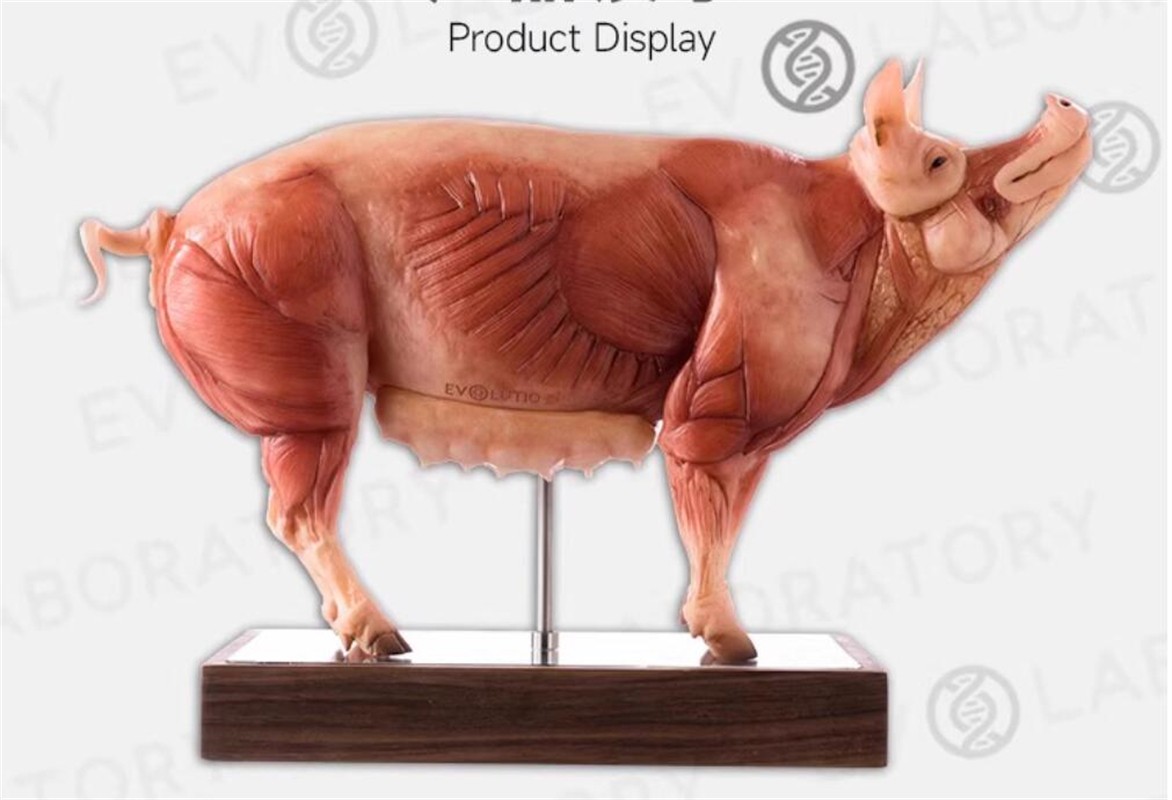 Evolaboratory 1/5 Scale Resin Version Pig Teaching Model Anatomy Tool New Stock