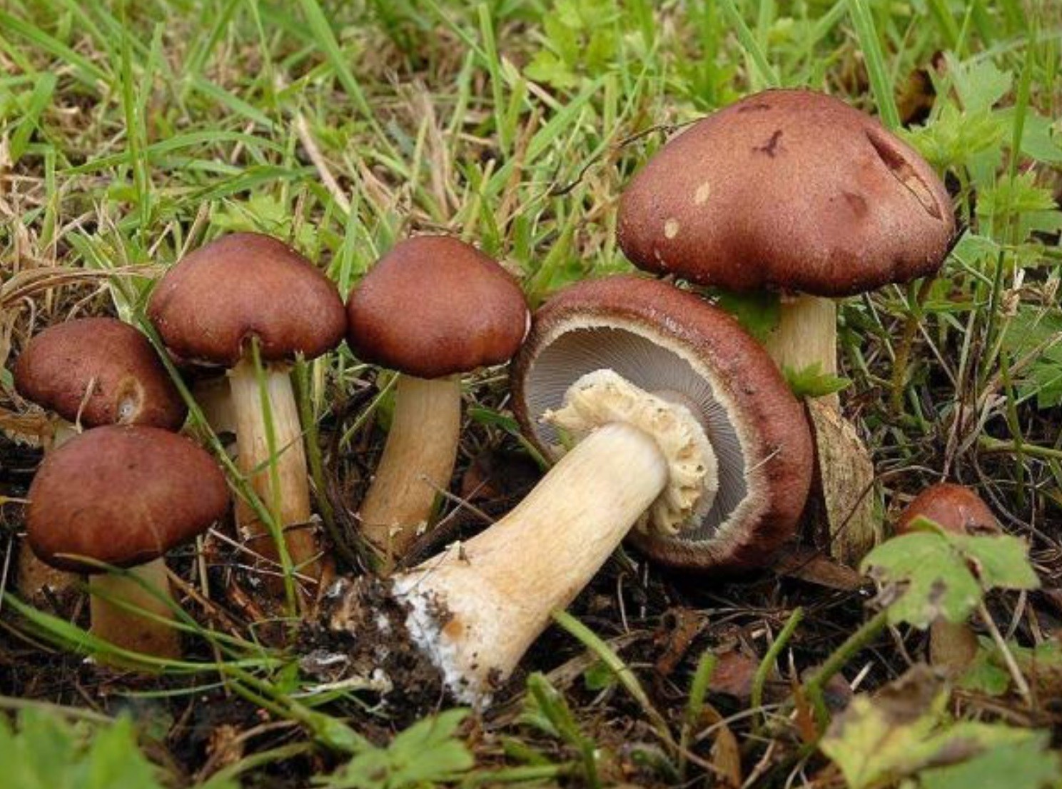 Stropharia rugosoannulata Wine Cap Dry Grain Mycelium Worldwide Delivery 84