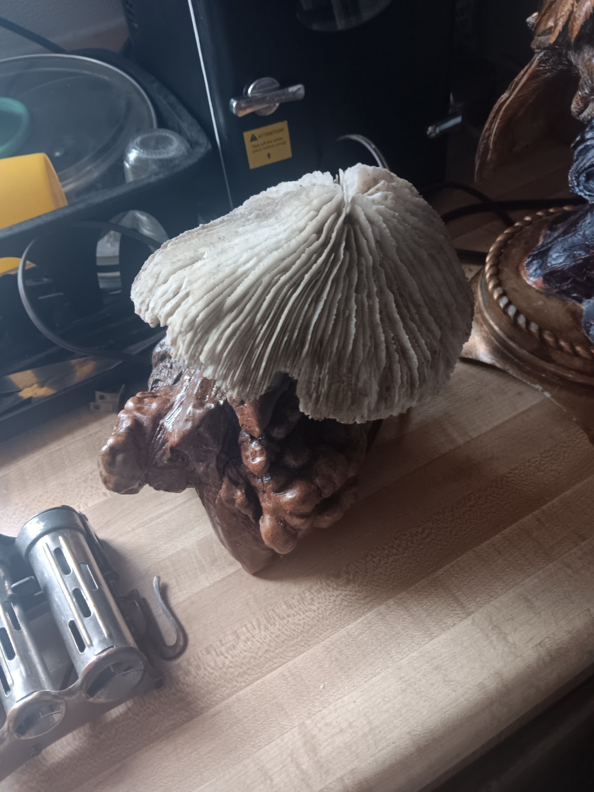 Mushroom Lamp Made Out Of Burrow Wood No Box …