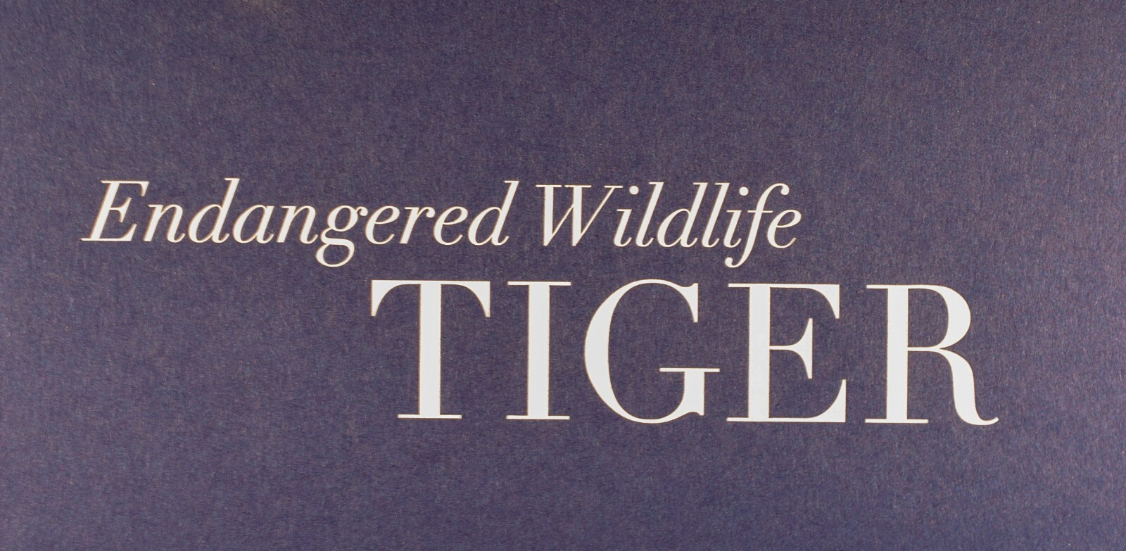 Swarovski SCS 2010 AE crystal Tiger, Endangered Wildlife series, mib, E. Adamer