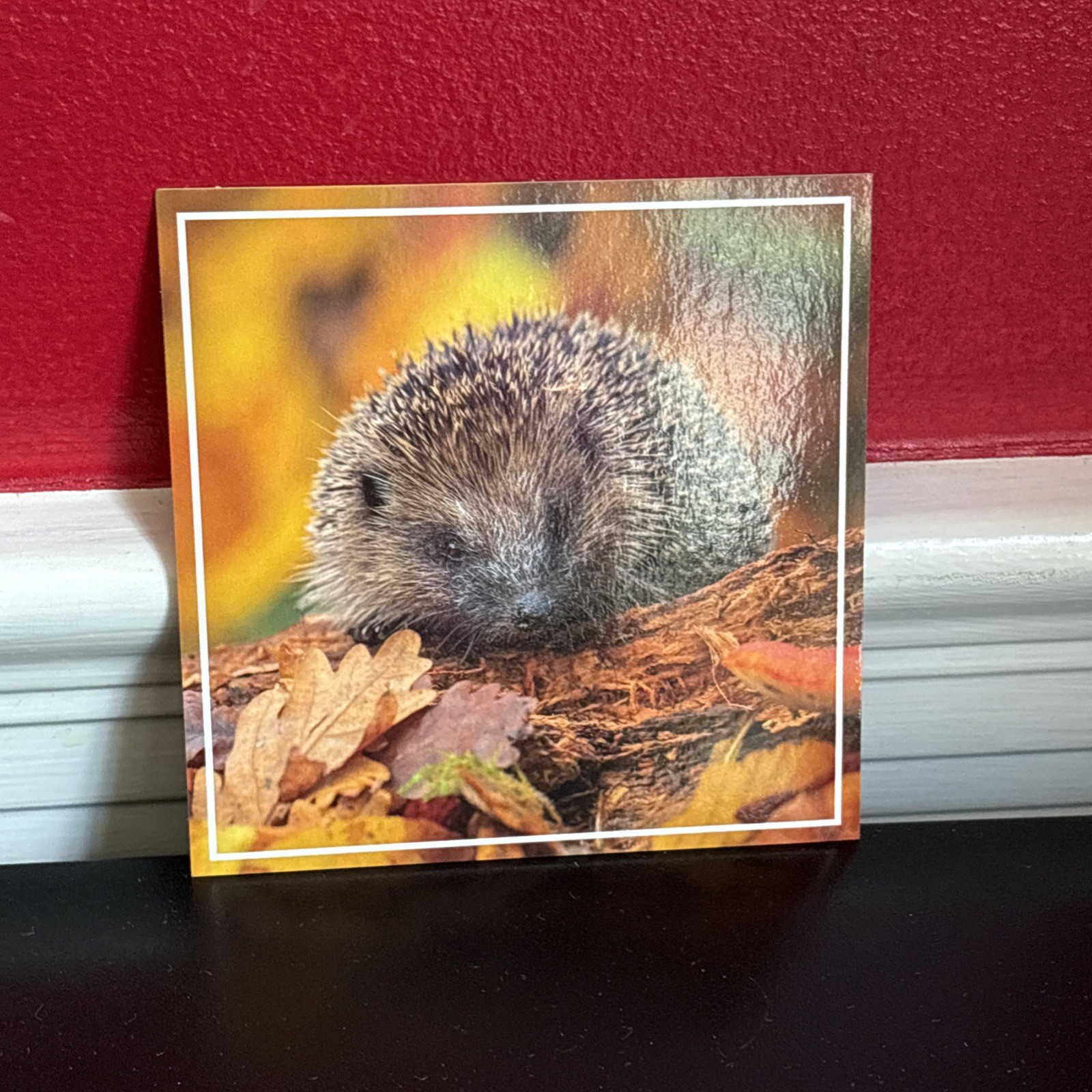 Hedgehog Lot Of 5, Germany, 1“-5“ + Hedgehog Pouch, Vintage