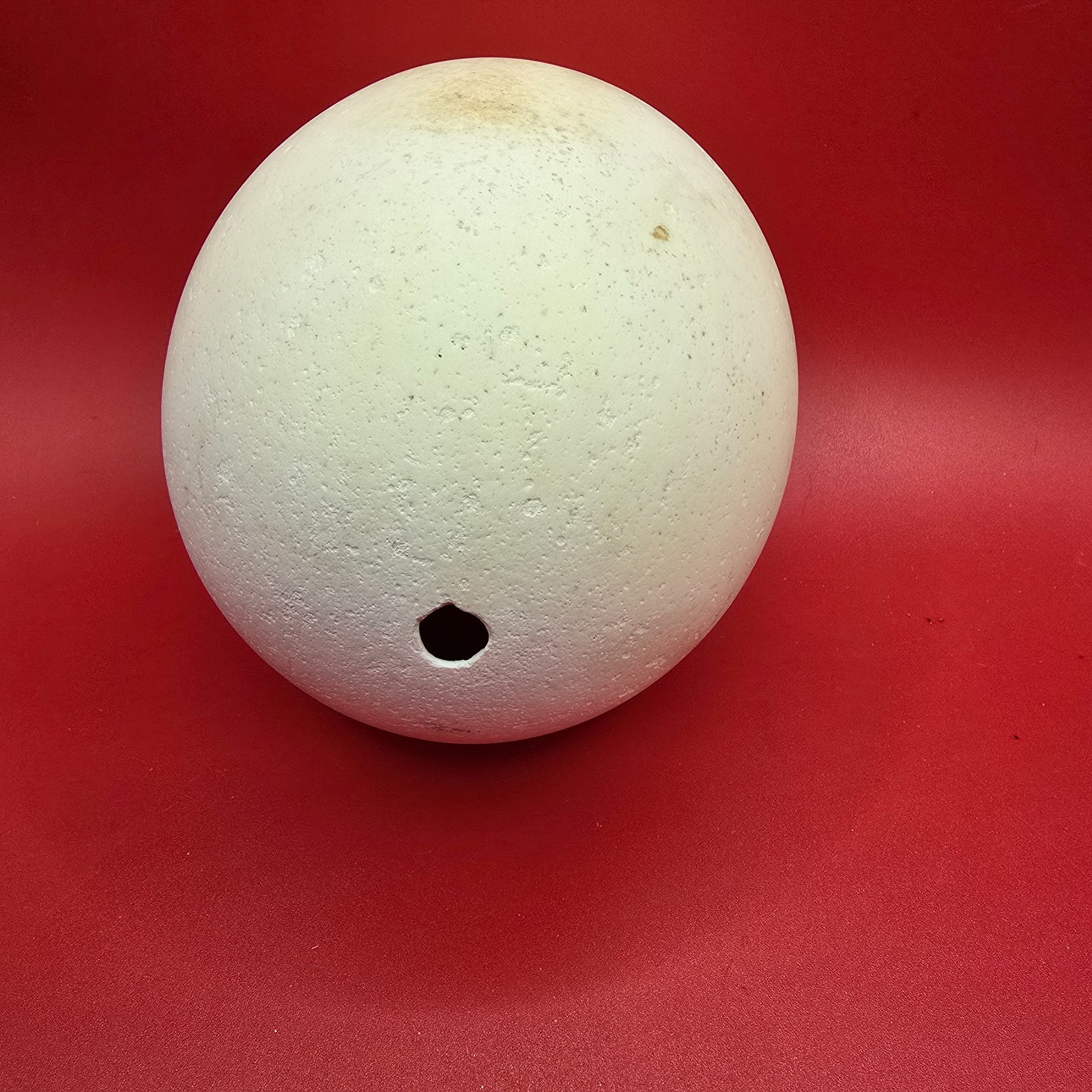 Ostrich Egg Shell Single Hole for Craft Decor Approx. 6″