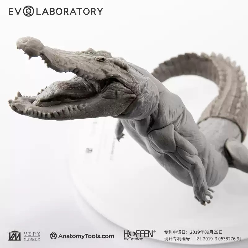 Evolaboratory 1/8 Digital Version Crocodile Anatomy Tool Teaching Model New
