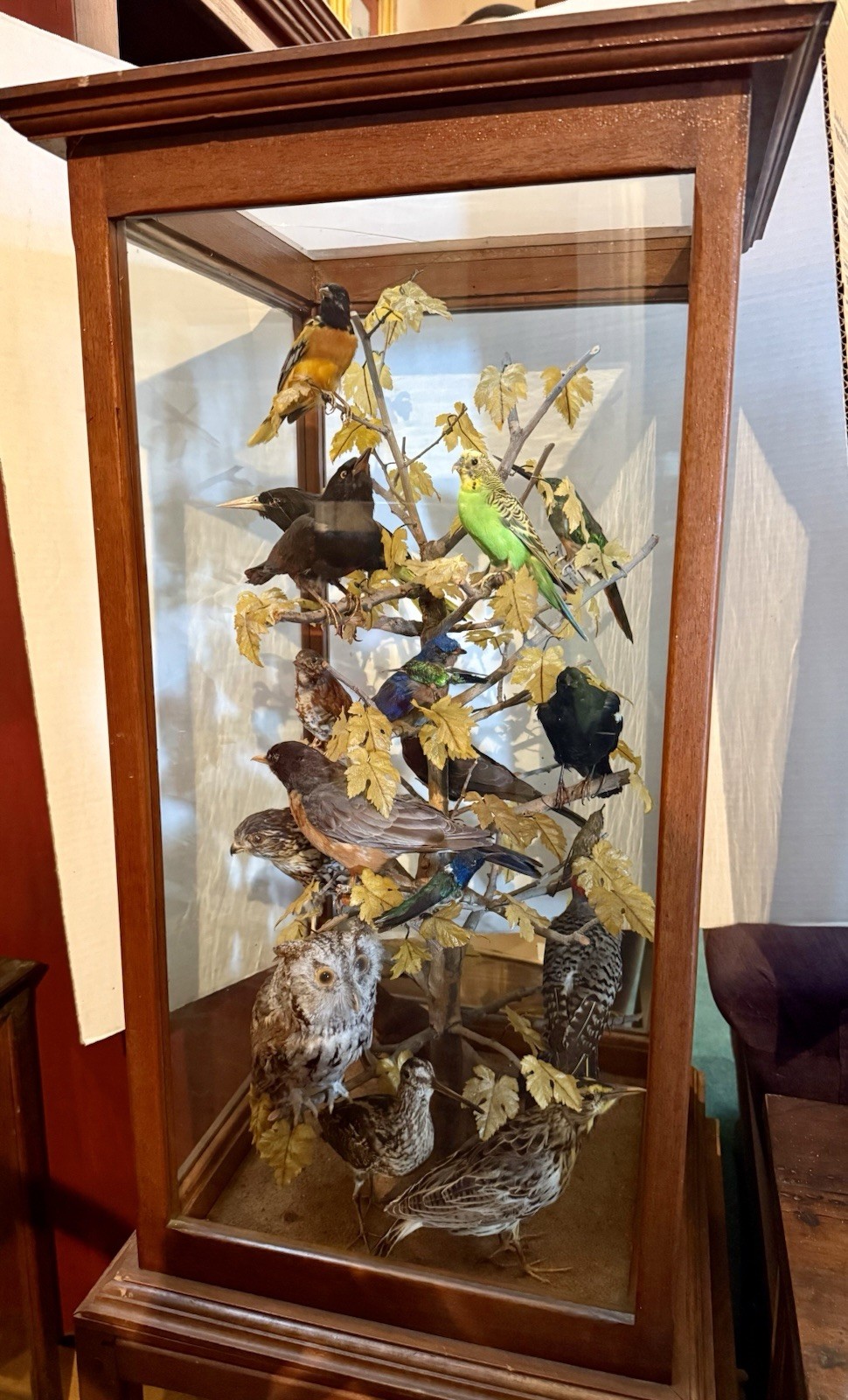LG Antique Bird Diorama Approx. 20 Species of Birds Mounted in Tree, Glass Case