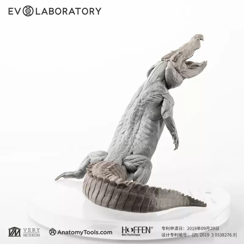 Evolaboratory 1/8 Digital Version Crocodile Anatomy Tool Teaching Model New
