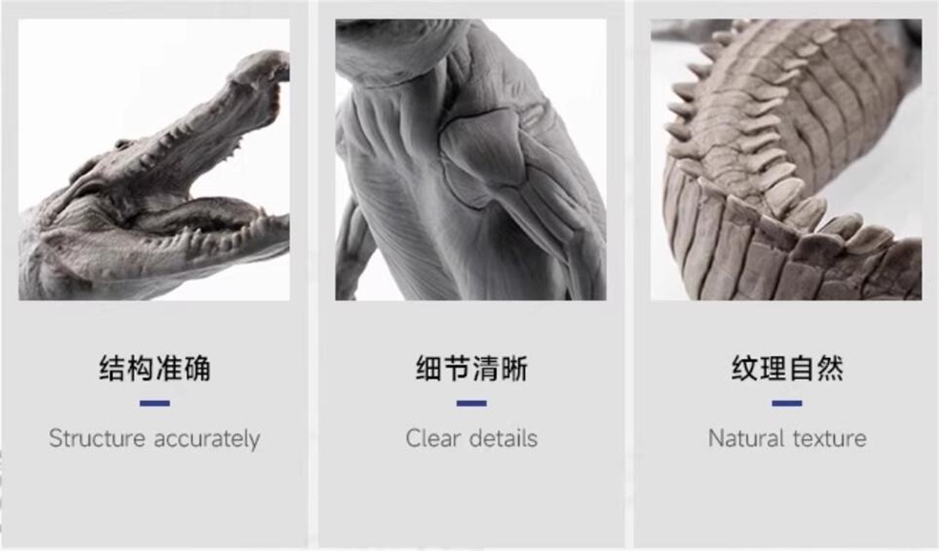 Evolaboratory 1/8 Digital Version Crocodile Anatomy Tool Teaching Model New