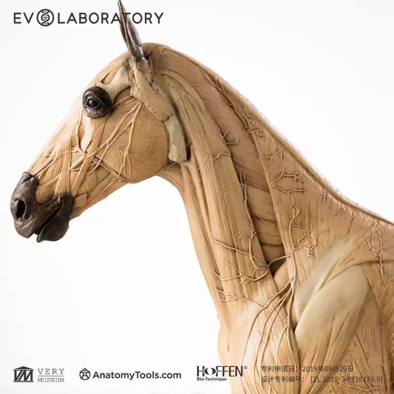 Evolaboratory 1/6 Scale Resin Version Horse Anatomy Tool Teaching Model New
