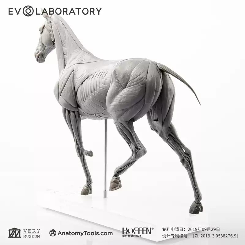 Evolaboratory 1/10 Scale Digital Version Horse Anatomy Tool PVC Model New Stock
