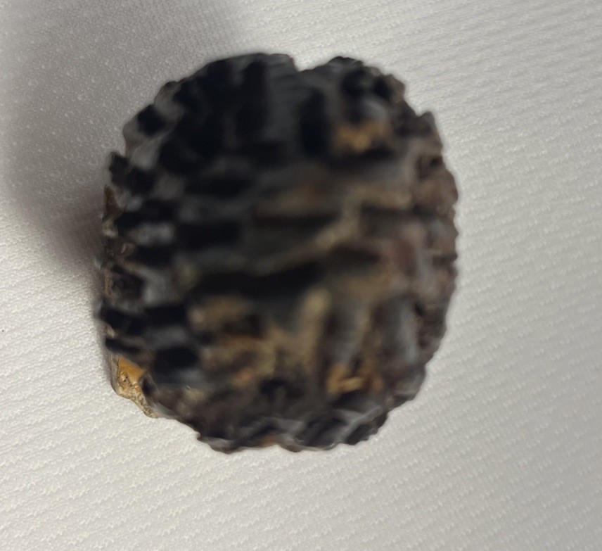 Wood Carved Morel Mushroom 3×1.5 Inch