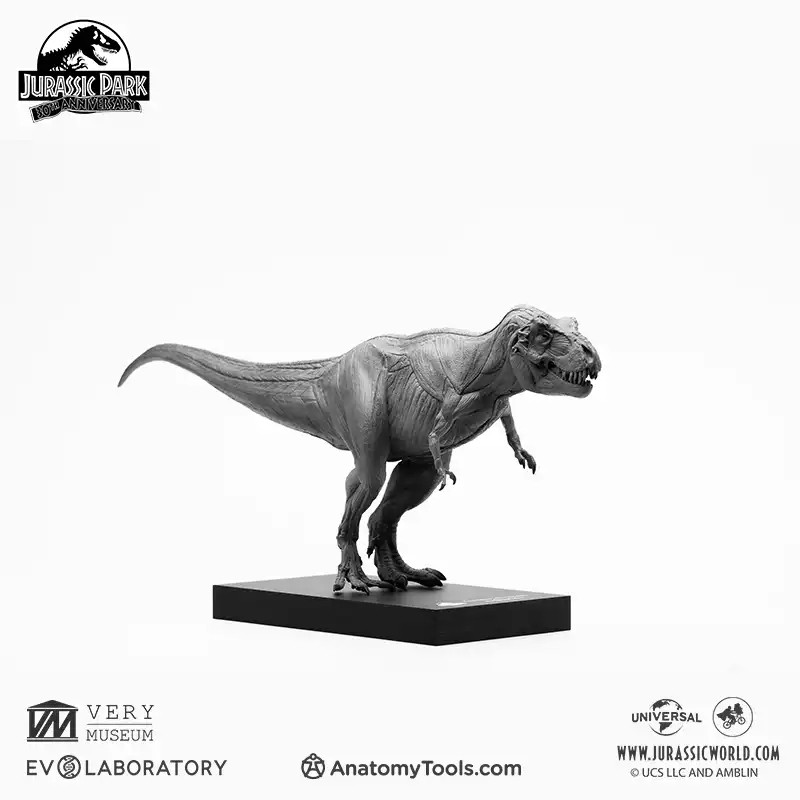 Evolaboratory 1/32 Digital Version Male T-Rex Anatomy Tool Teaching Model New