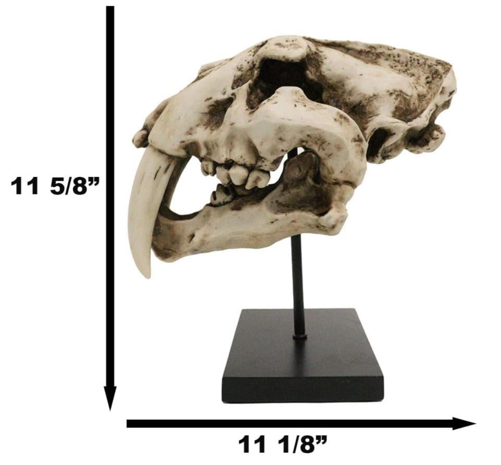 Prehistoric Animal Replica Sabertooth Tiger Cat Fossil Skeleton Skull Sculpture